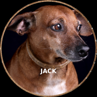 Dog portrait photo hand-cut into a rustic wood slice keepsake